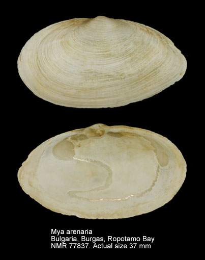 Mya arenaria (2).jpg - Mya arenariaLinnaeus,1758